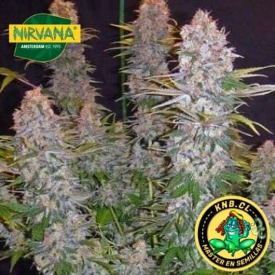 Jock Horror de Nirvana semillas