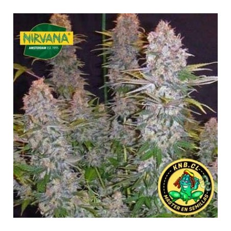 Jock Horror de Nirvana semillas