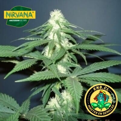 Master Kush de Nirvana semillas