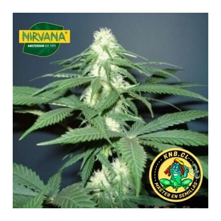 Master Kush de Nirvana semillas