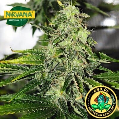 Pure Power Plant de Nirvana semillas