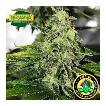 Pure Power Plant de Nirvana semillas
