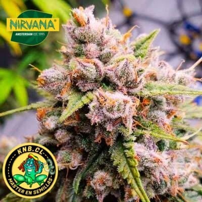 Aurora Indica Nirvana semillas