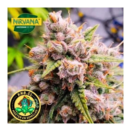 Aurora Indica Nirvana semillas
