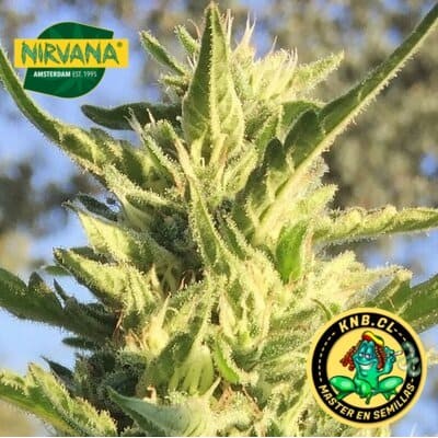 Blackberry Nirvana semillas