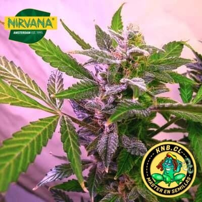 Blue Mystic Nirvana semillas