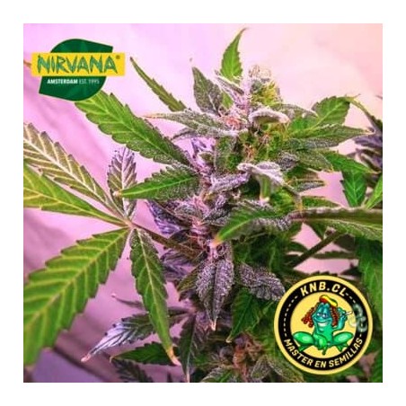 Blue Mystic Nirvana semillas