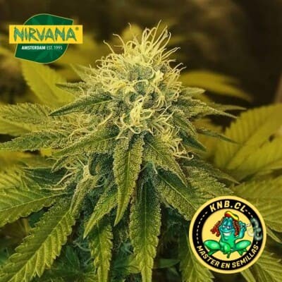 Chystral de Nirvana semillas