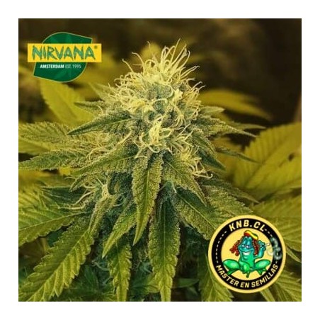 Chystral de Nirvana semillas