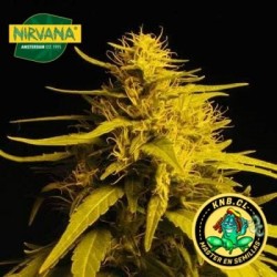 Haze 1 Nirvana semillas cannabis