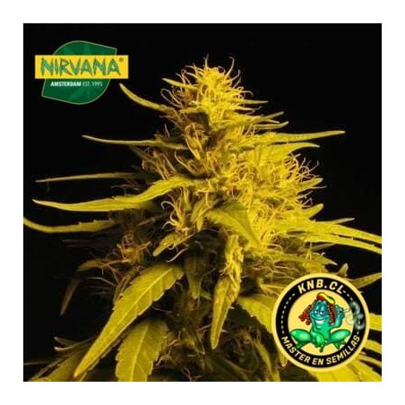Haze 1 Nirvana semillas cannabis
