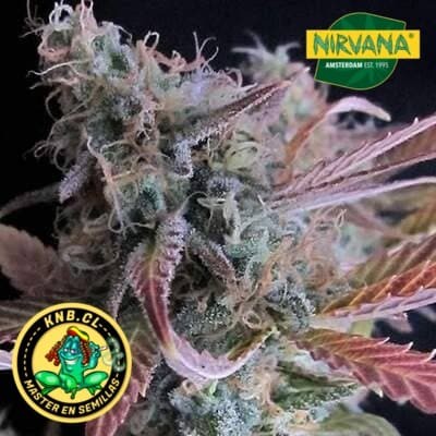 Rapsberry Cough Nirvana Seeds