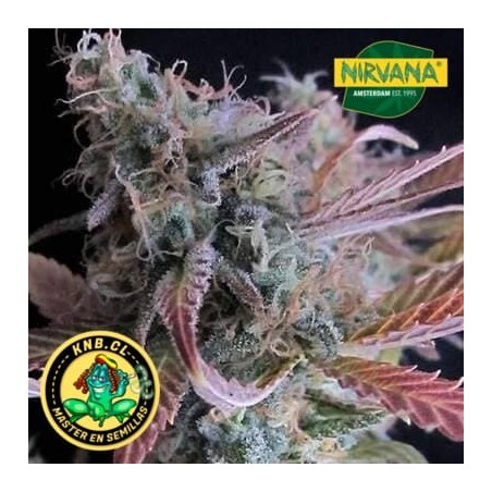 Rapsberry Cough Nirvana Seeds