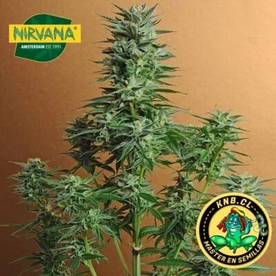 Snow White Nirvana Seeds