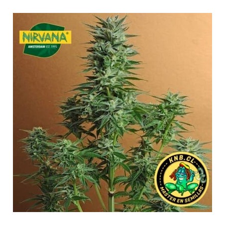 Snow White Nirvana Seeds