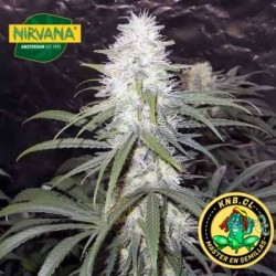 Sterling Haze Nirvana semillas cannabis