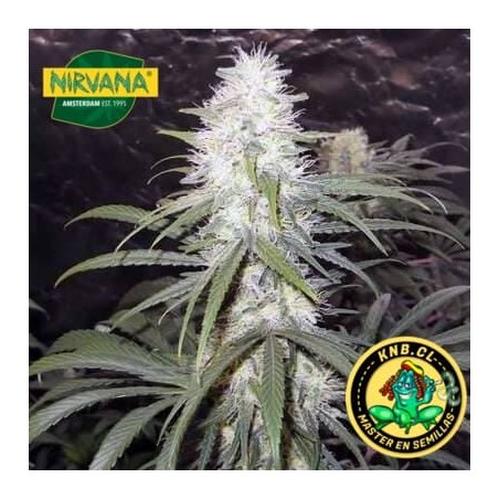 Sterling Haze Nirvana semillas cannabis
