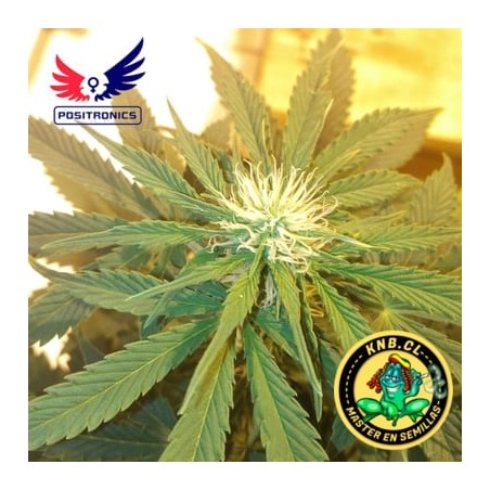 semillas marihuana Afghan express auto de Positronics