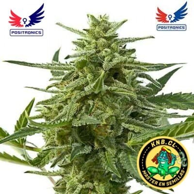 Northern Haze express auto de Positronics semillas