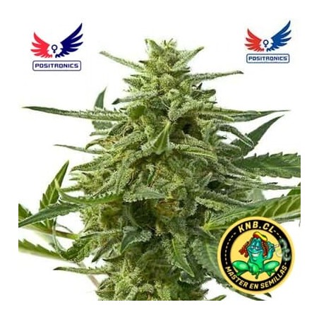 Northern Haze express auto de Positronics semillas