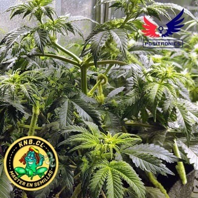 Super Cheese express auto de Positronics semillas