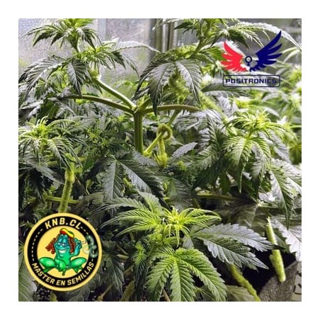 Super Cheese express auto de Positronics semillas
