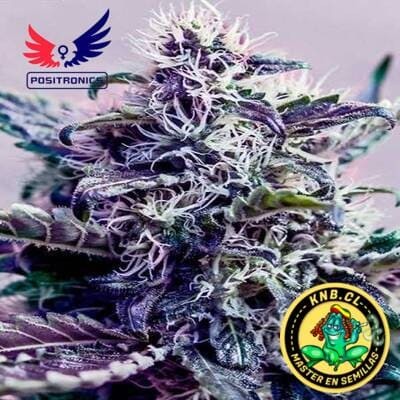 Kush Express auto de Positronics semillas