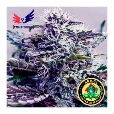 Kush Express auto de Positronics semillas