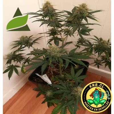 auto amnesia Gold Pyramid Seeds semillas