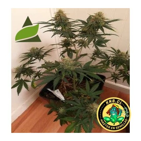 auto amnesia Gold Pyramid Seeds semillas
