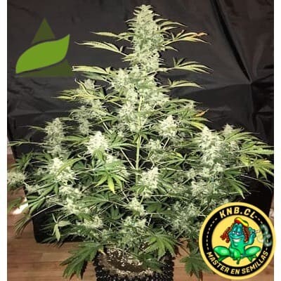 auto Anesthesia Pyramid Seeds semillas