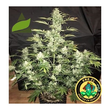 auto Anesthesia Pyramid Seeds semillas