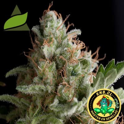 auto American pie Pyramid Seeds semillas
