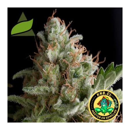 auto American pie Pyramid Seeds semillas