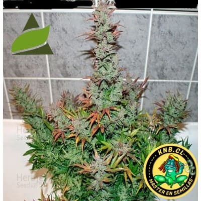 Auto Galaxy Pyramid Seeds semillas