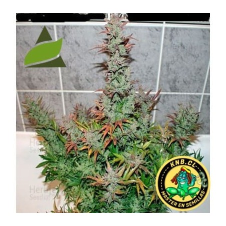 Auto Galaxy Pyramid Seeds semillas