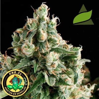 semillas marihuana auto Lennon de Pyramid Seeds