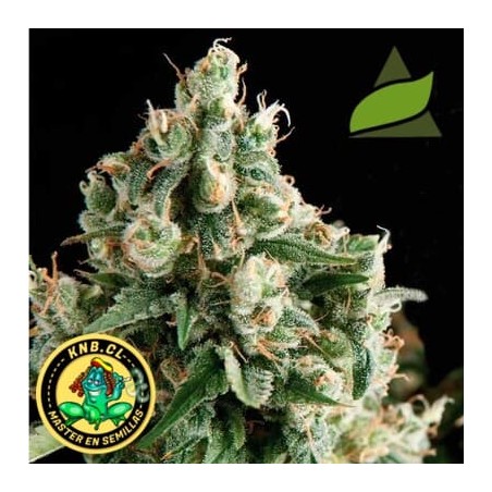 semillas marihuana auto Lennon de Pyramid Seeds