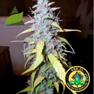 auto Northern Light de Pyramid seeds