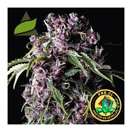 Auto Purple Pyramid seeds semillas