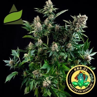 Auto Tutankhamon Pyramid Seeds semillas
