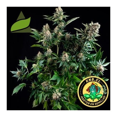 Auto Tutankhamon Pyramid Seeds semillas