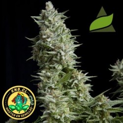 semillas marihuana auto Alpujarreña de Pyramid