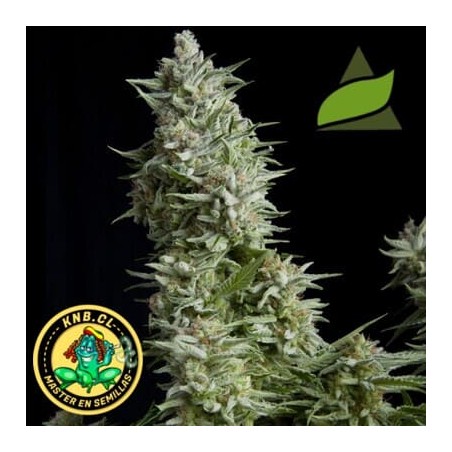 semillas marihuana auto Alpujarreña de Pyramid