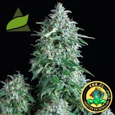 Auto Anibis Pyramid Seeds semillas