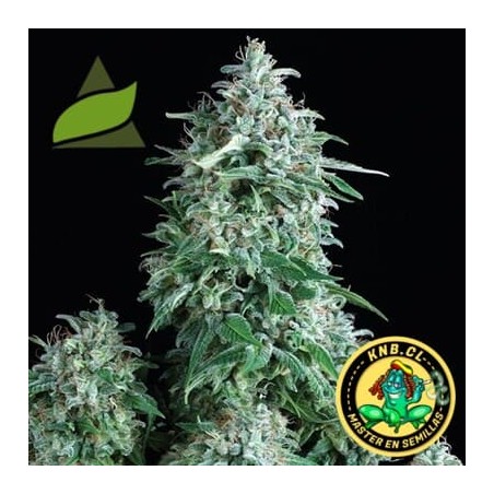 Auto Anibis Pyramid Seeds semillas