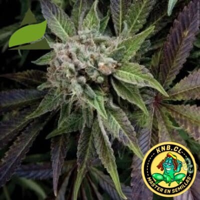 auto Blue Pyramid seeds cannabis
