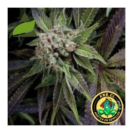 auto Blue Pyramid seeds cannabis