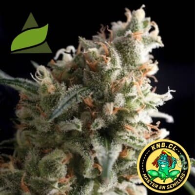 auto super Hash de Pyramid semillas