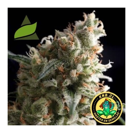 auto super Hash de Pyramid semillas